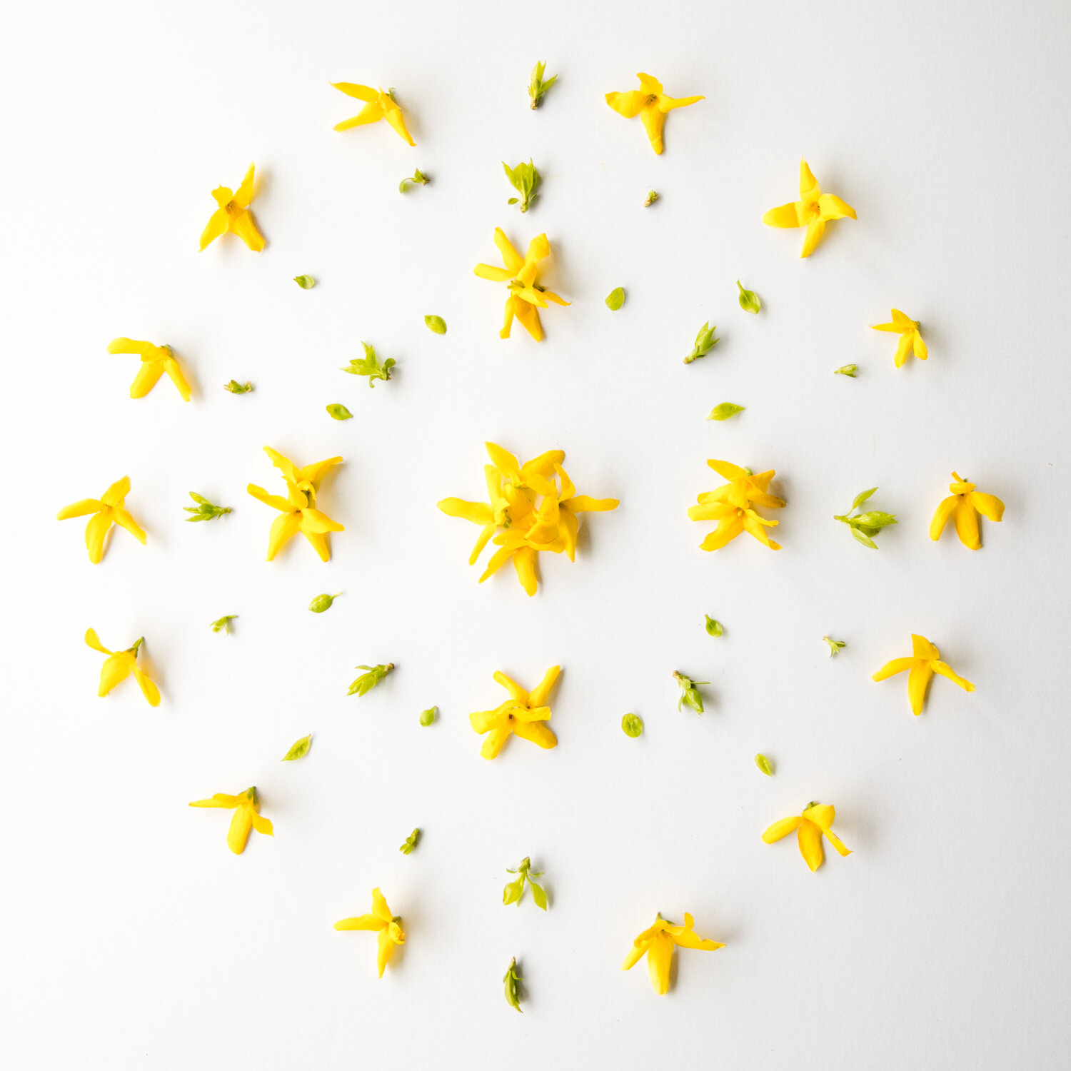 1_FORSYTHIA_SOLITUDE_MANDALA_066.jpg
