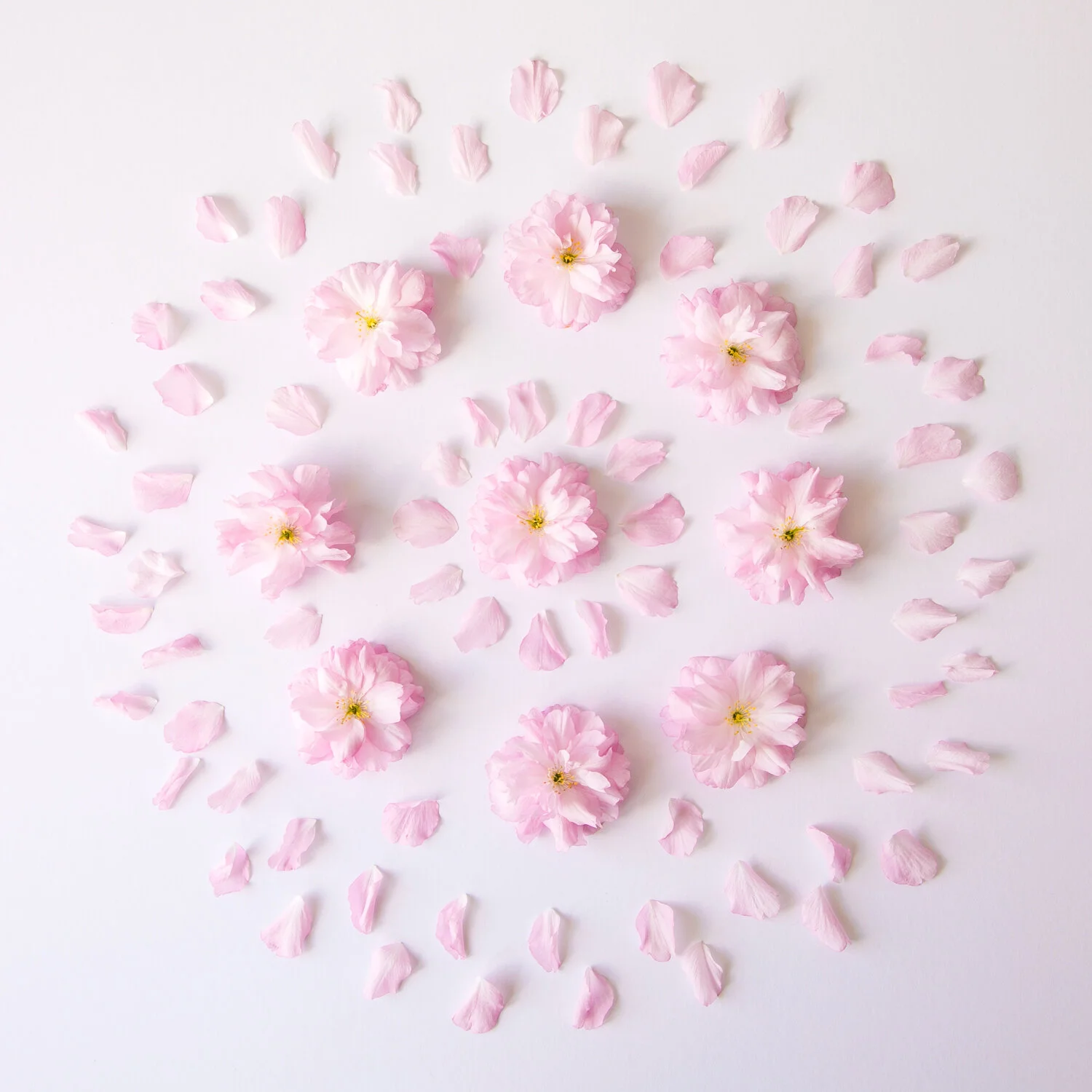 3_CHERRY_BLOSSOM_SOLITUDE_MANDALA_237.jpg