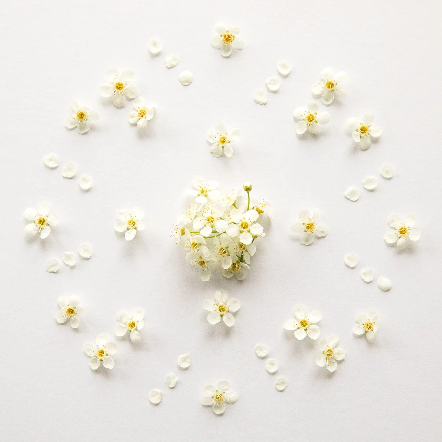 4_BIRD_CHERRY_SOLITUDE_MANDALA_446.jpg