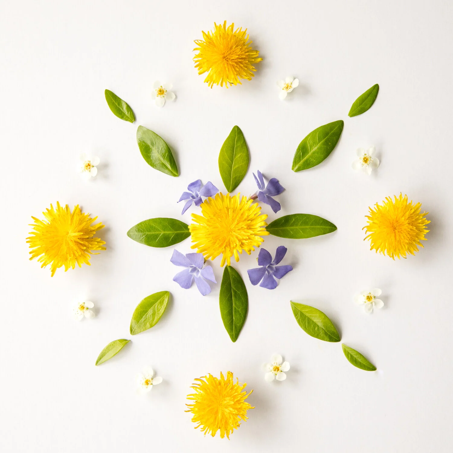 5_DANDELION_SOLITUDE_MANDALA_415.jpg