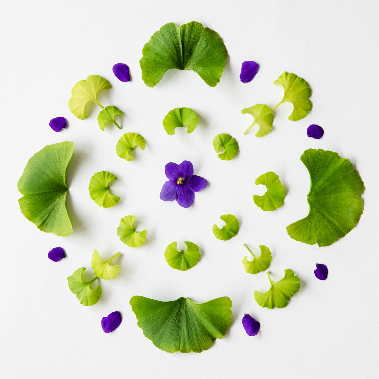 7_GINKGO_TREE_SOLITUDE_MANDALA_646.jpg