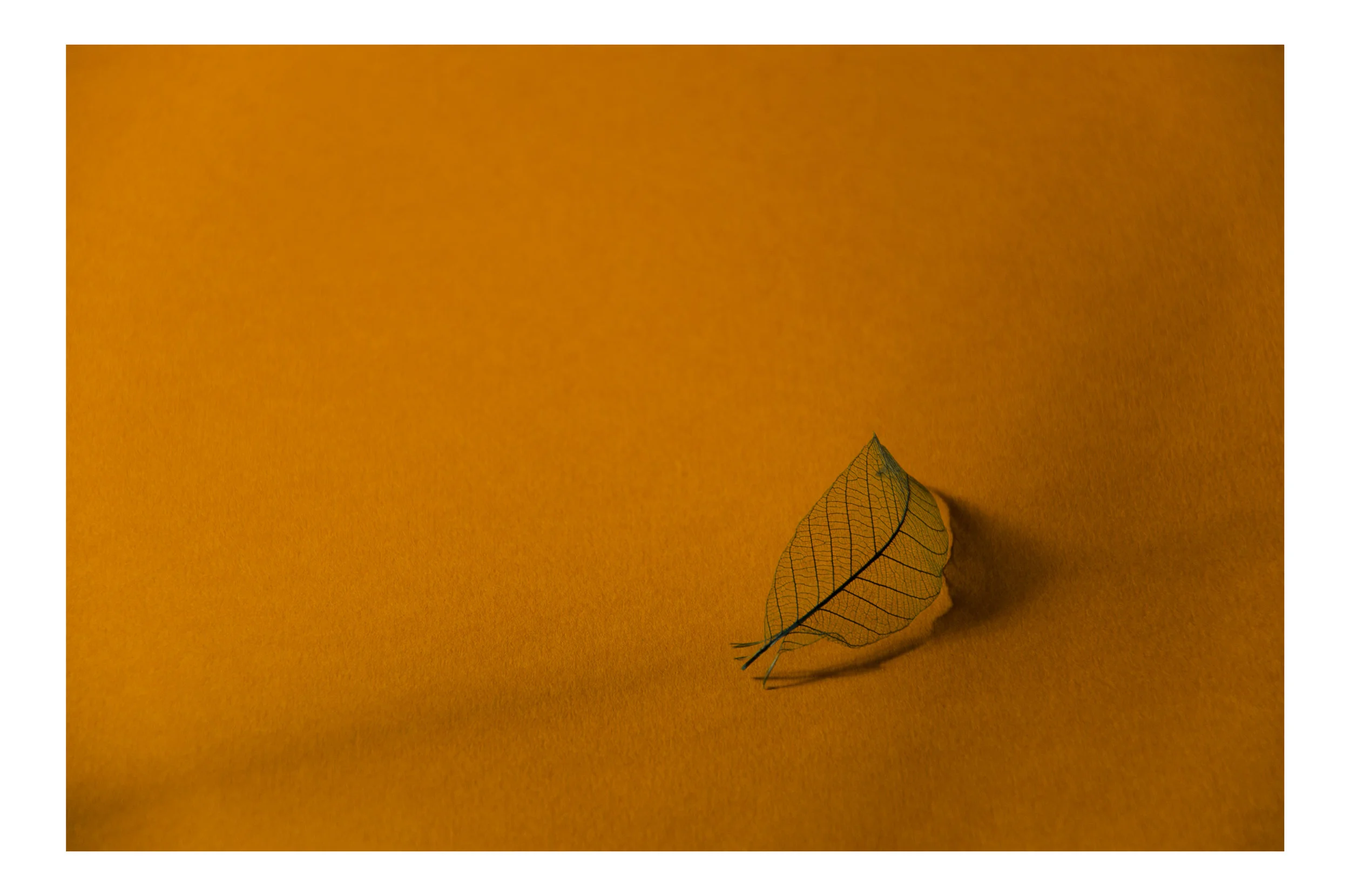 Website Project-5.jpg