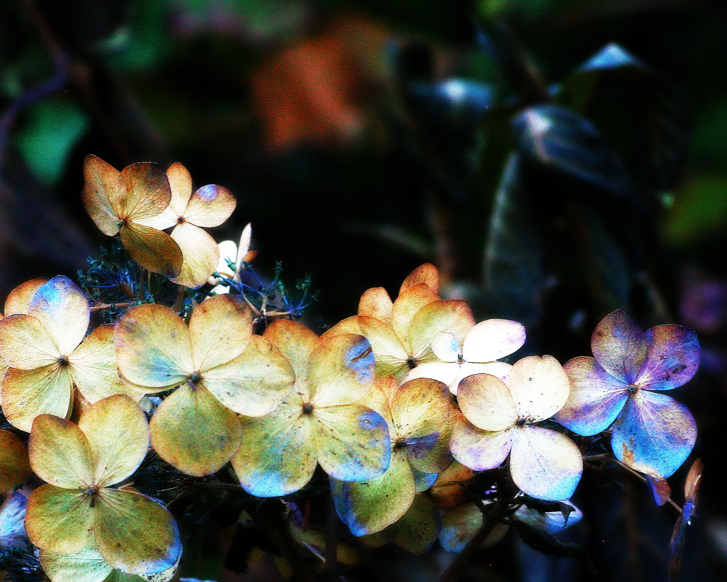 deadflowers2.jpg