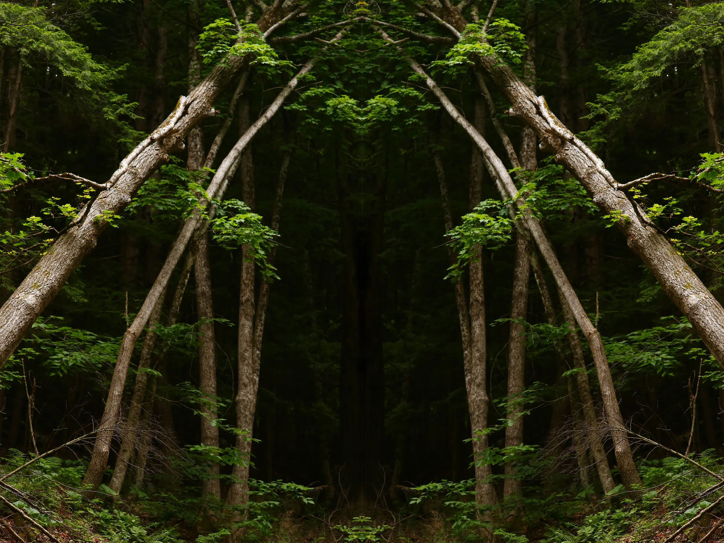 treegate4.jpg