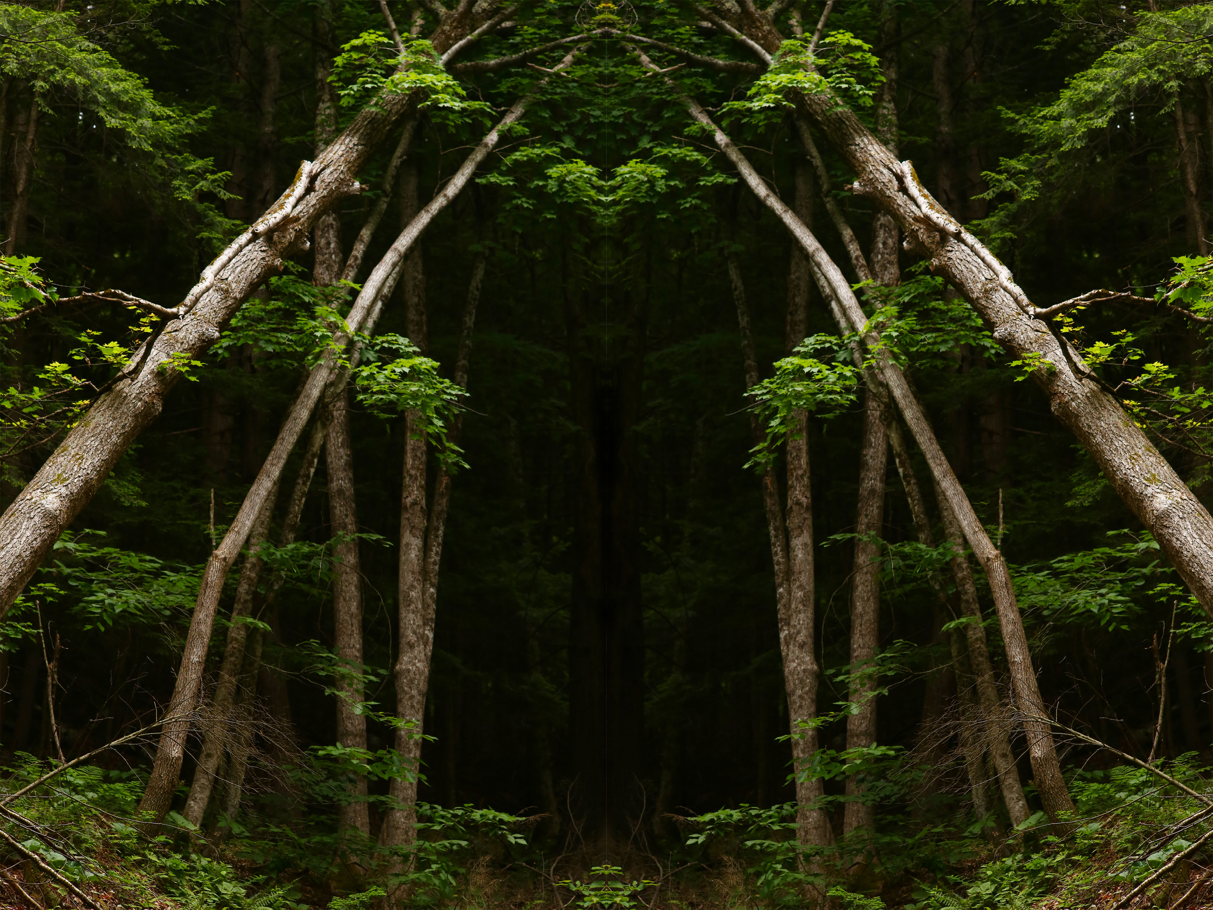 treegate4.jpg