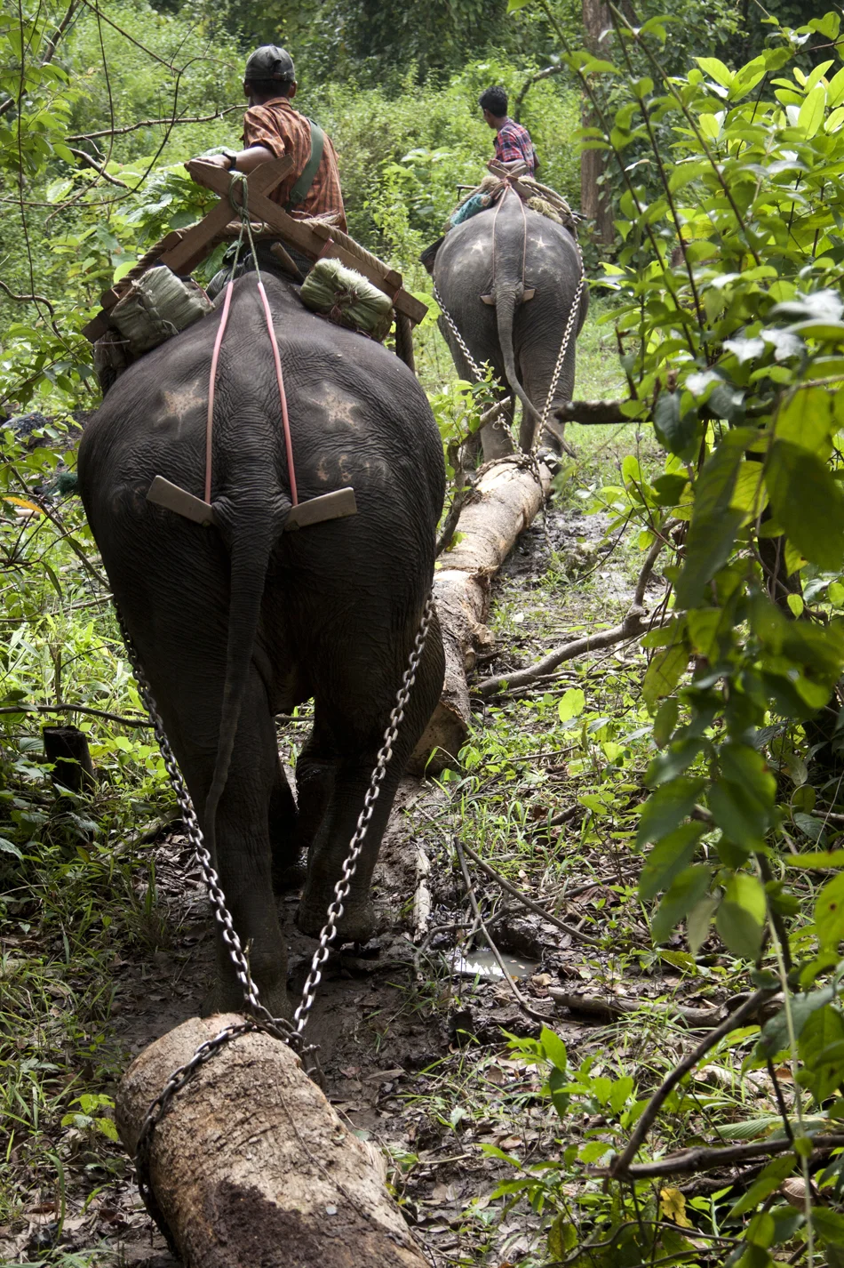  Burma, elephant camp for making charcoal. Government company. 