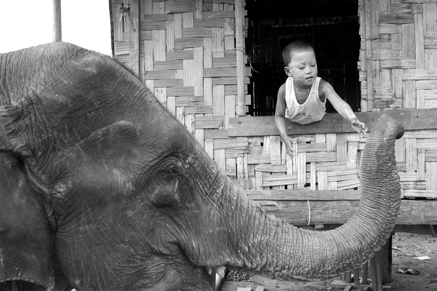  Burma, elephant camp for making charcoal. Government company. 