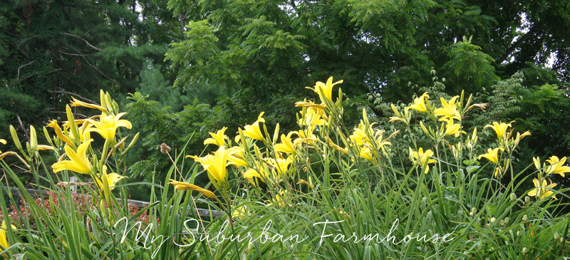 JoyHall-BackyardFlowers.png