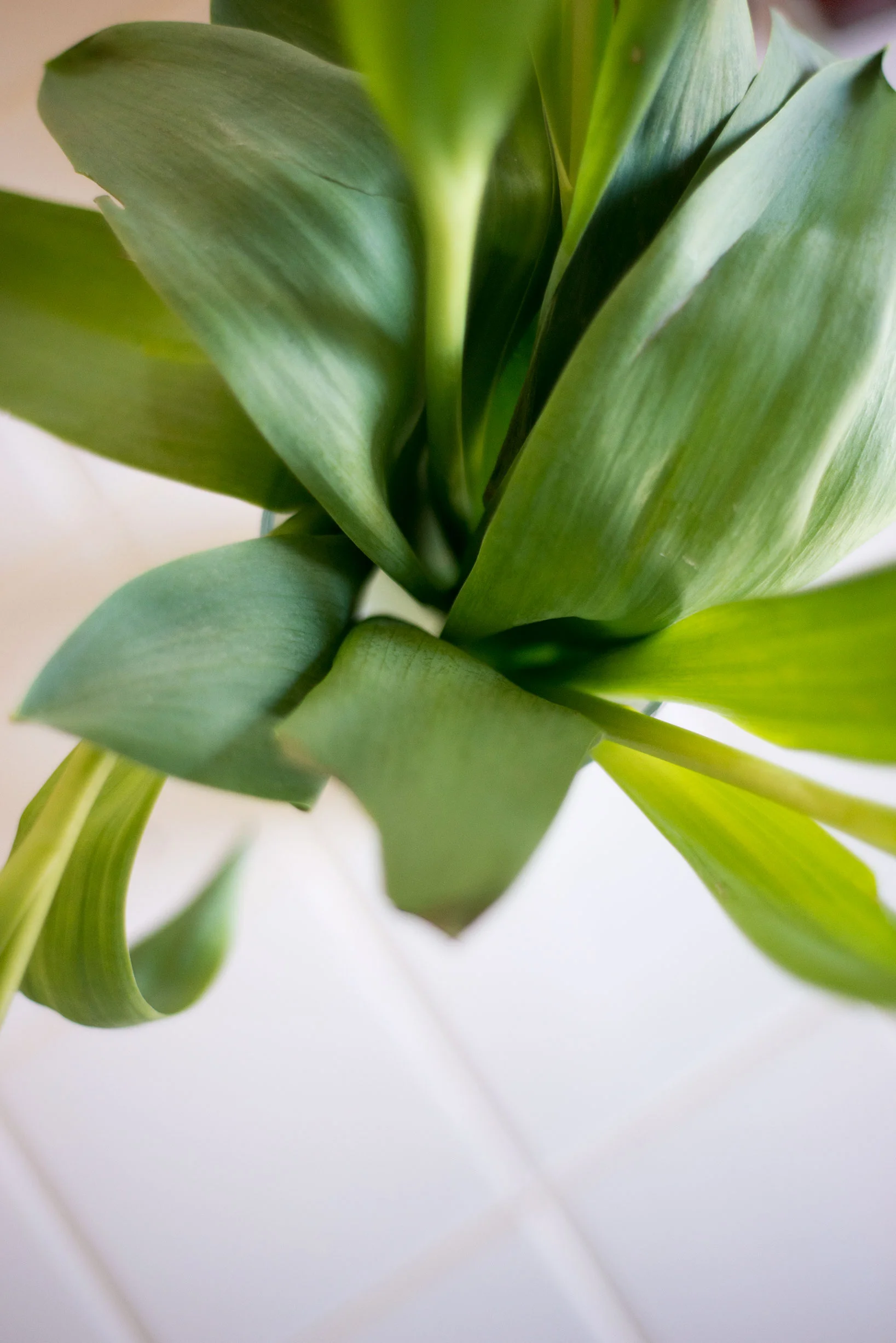 Tulip Leaves