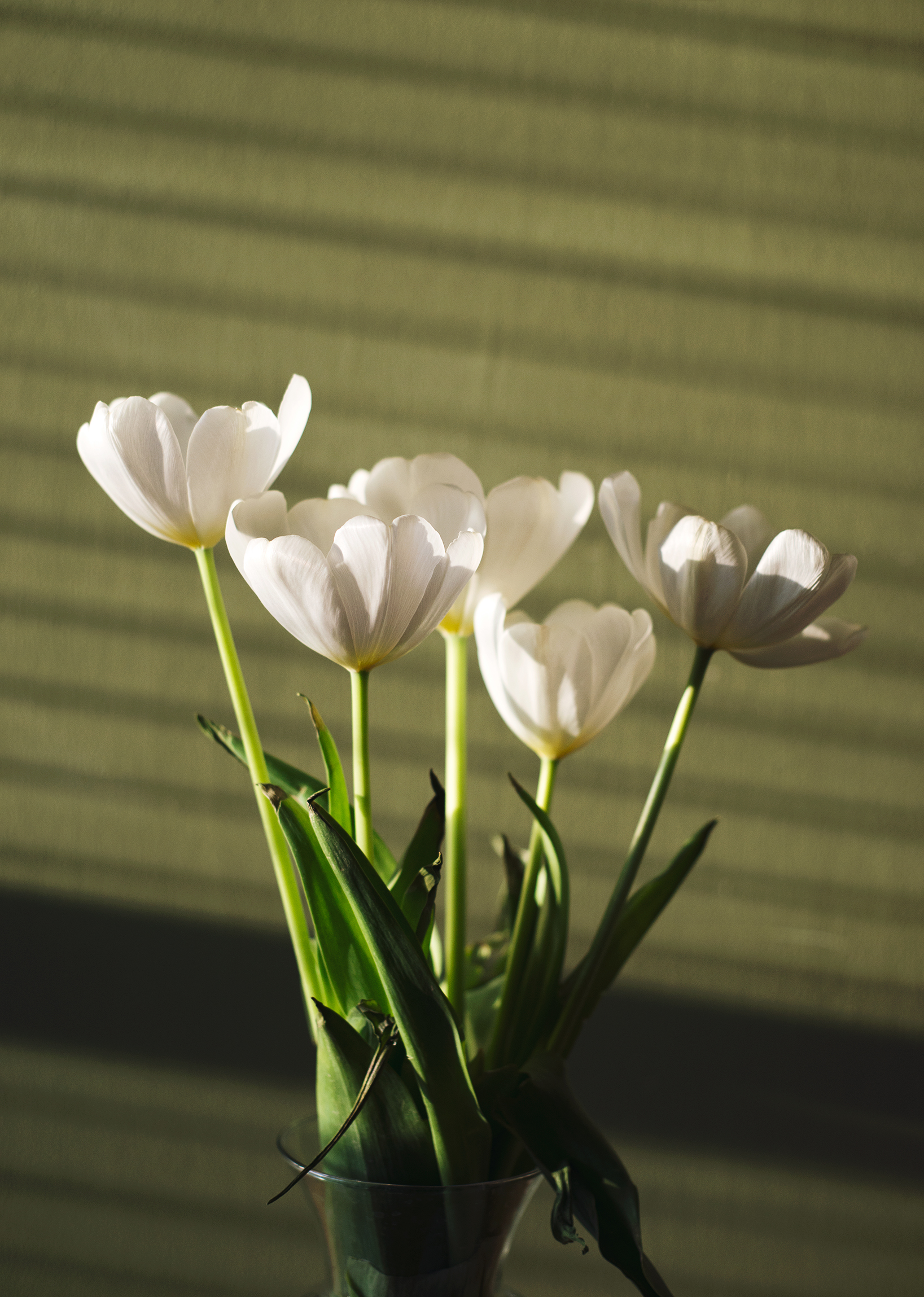 White Tulips 2