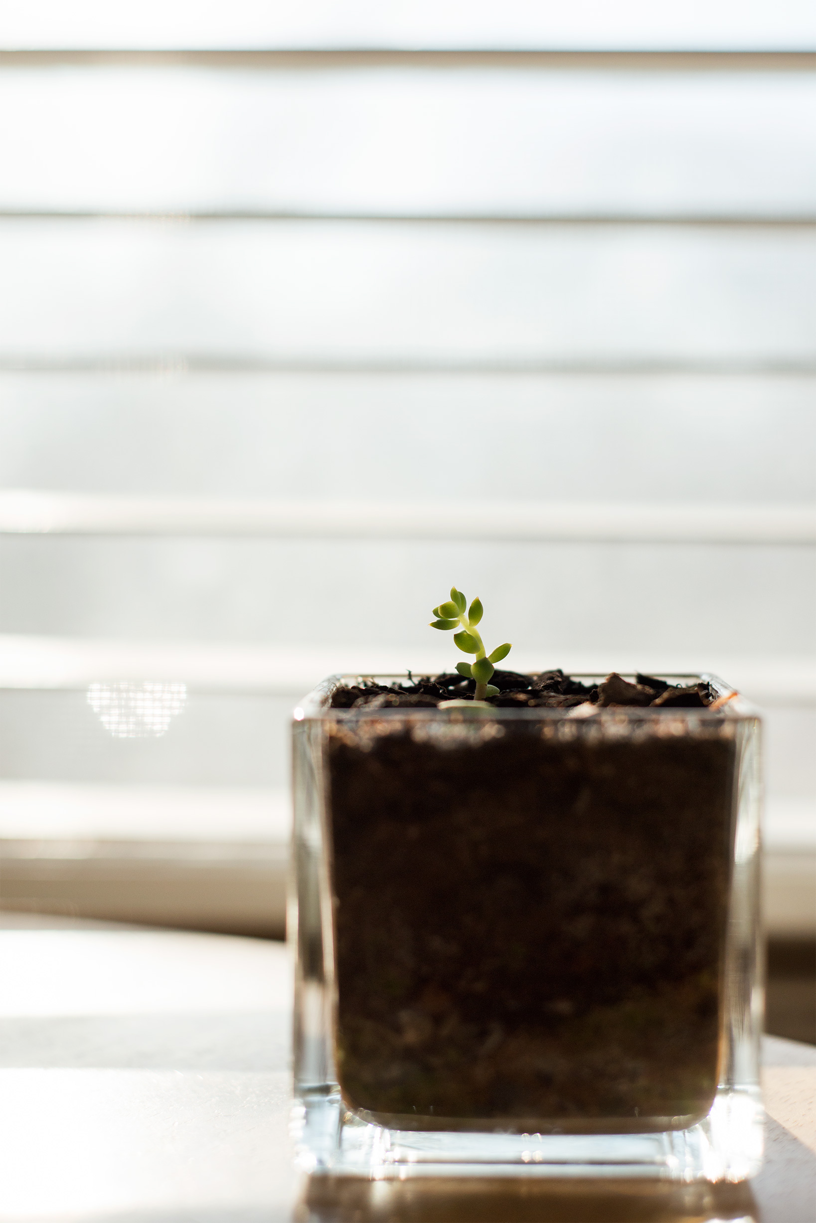 Baby Succulent