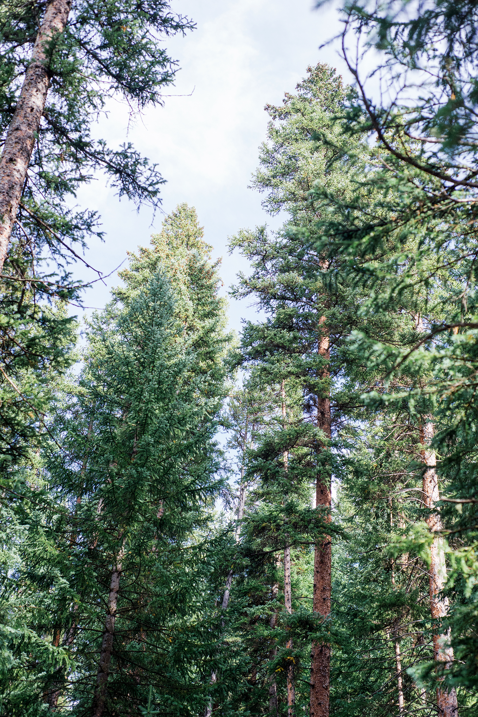 Pine Tree Forest, Lime Creek Canyon