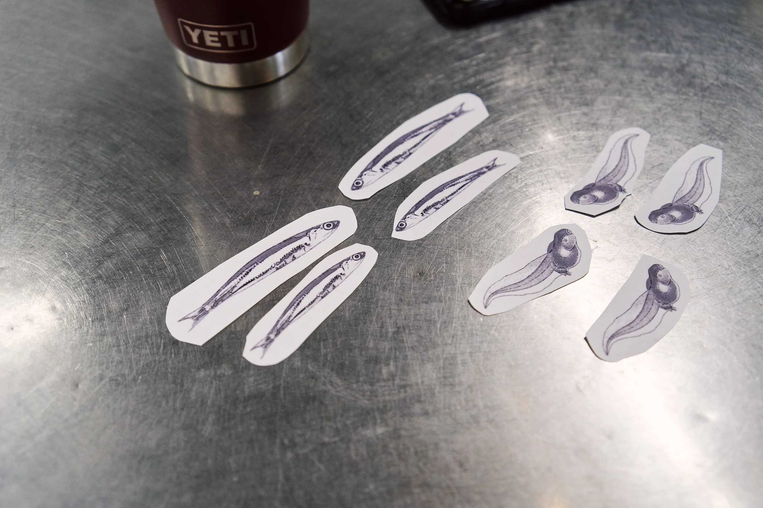 Small pieces of paper with tiny fish and tadpoles sit on a metal table.