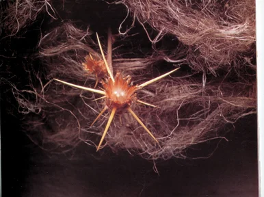 07_option02_detail of riodepelo .jpg