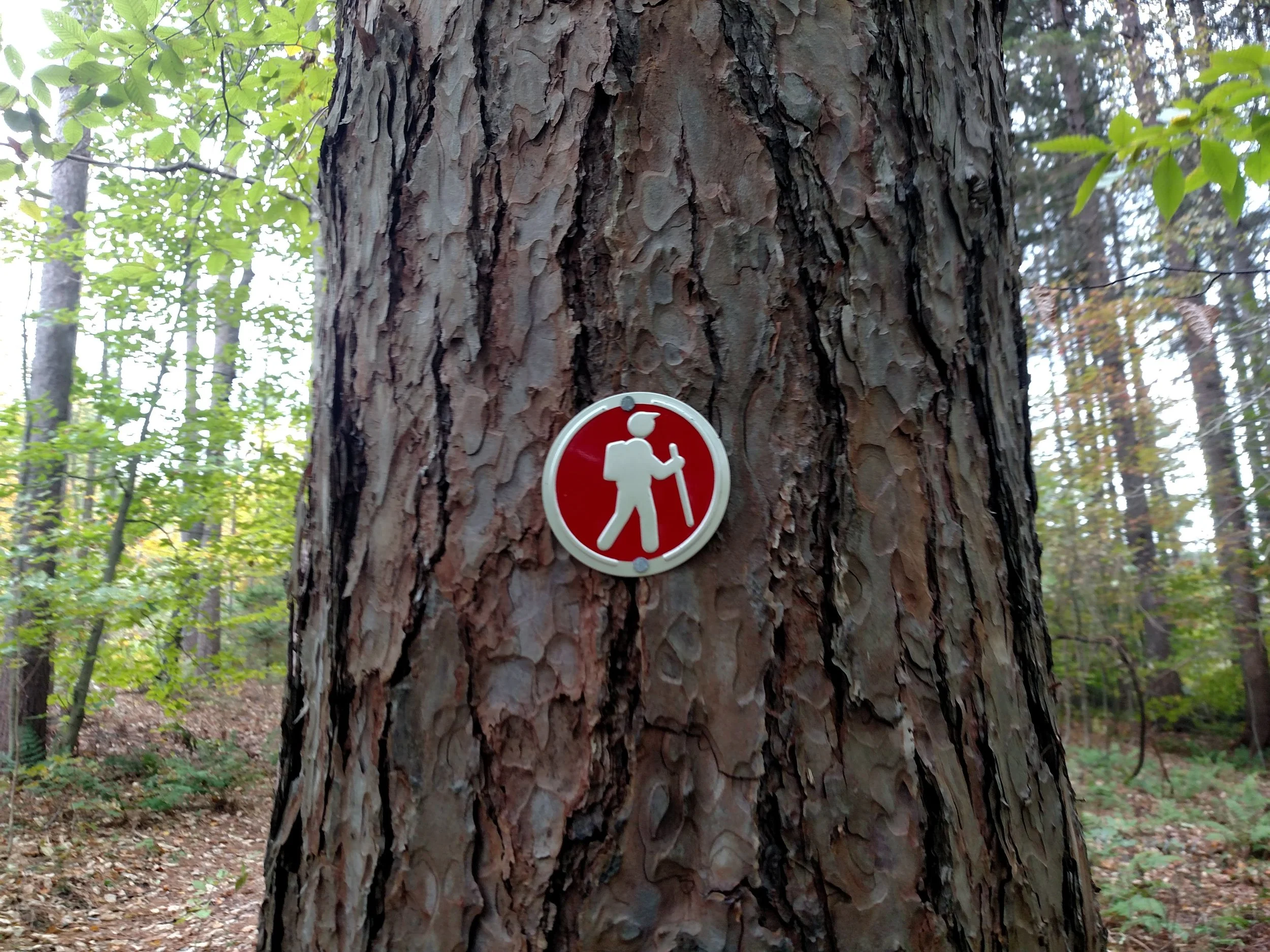 The Beaver Pond Trail at the Forest of The Dozen Dads is one of the many publicly accessible places to enjoy the outdoors in Otsego County featured on OtsegoOutdoors.org