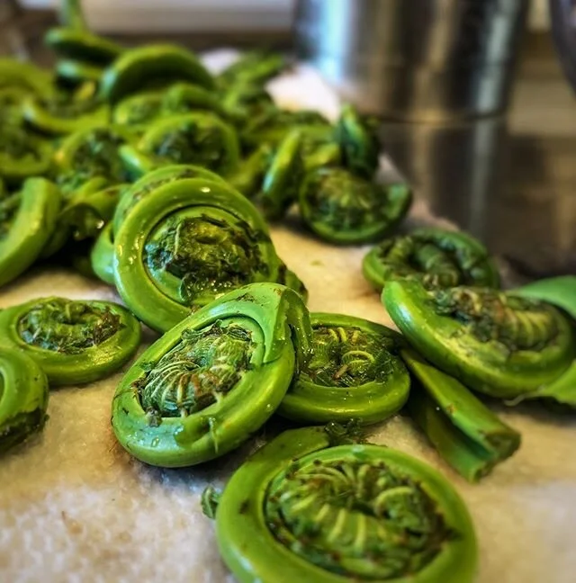 In the midst of all this uncertainty, spring&rsquo;s predictable cycle offers some sense of stability. These beautiful Maine fiddle heads can only be found for a short time after the high water recedes in early spring from snow melt. A beautiful and 
