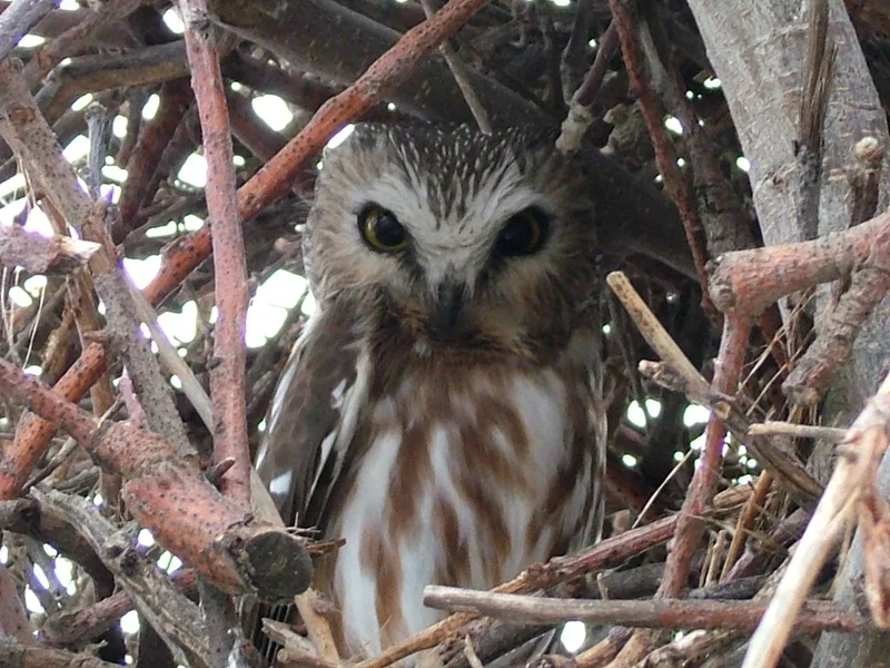 an_21 - bm owl in nest.jpg