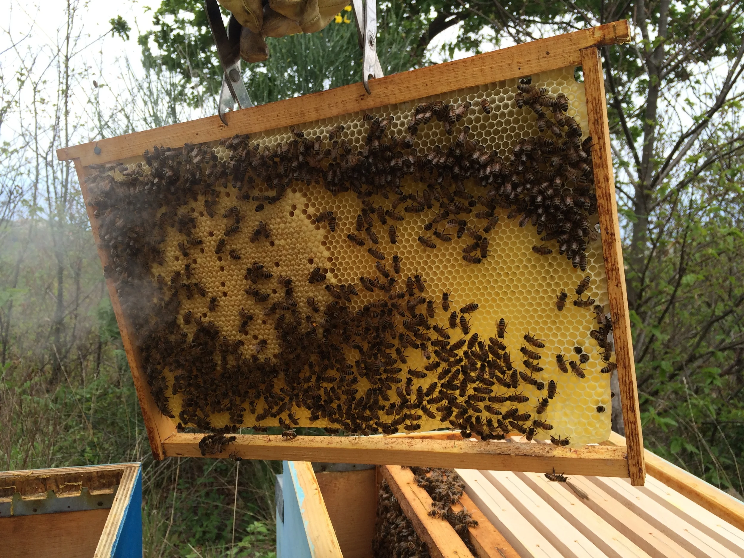 Brood cells are on the left; the four initial frames were moved from the swarm box to the full-sized hive.