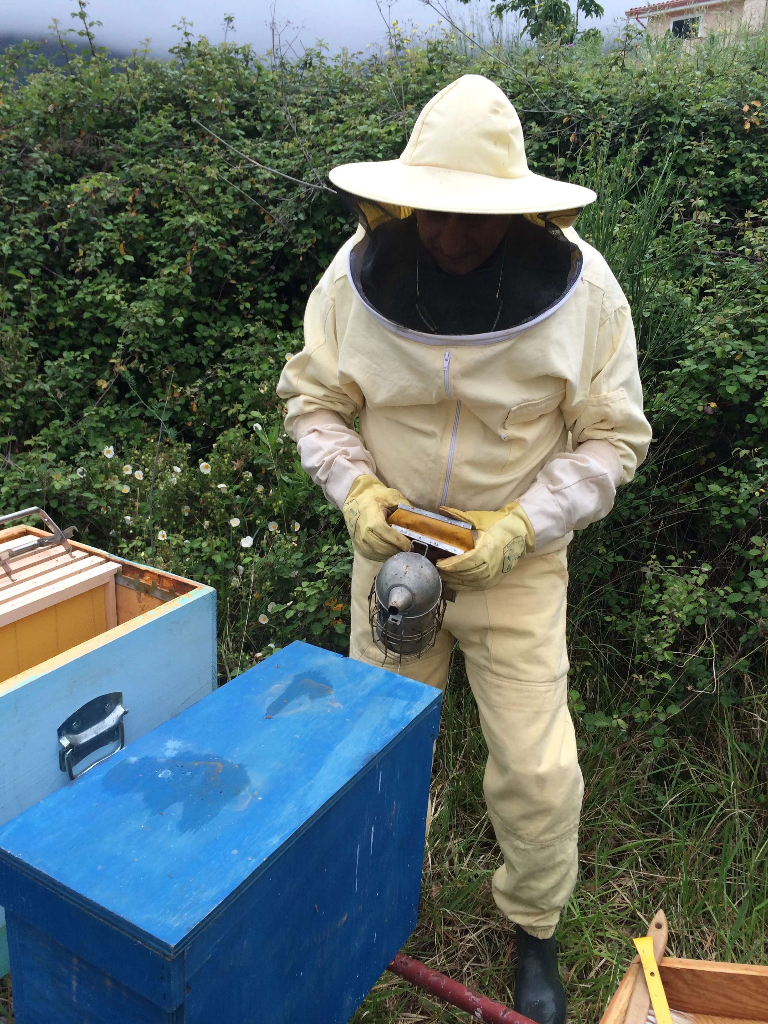 Preparing to open the swarm box.