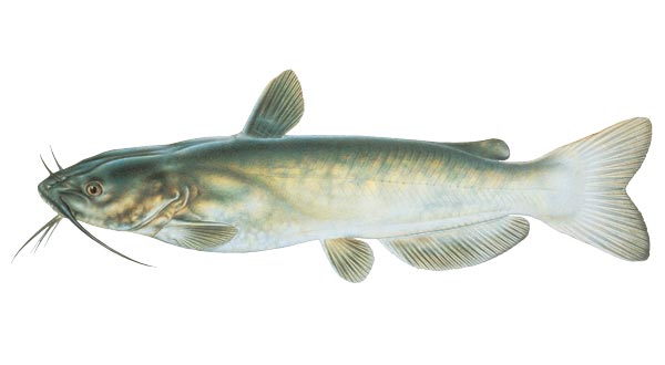 Channel Catfish are excellent food and sport fish and do well in most ponds. They do not overpopulate and are primarily scavengers and live on the pond bottom. 5-7” $.50 each. Larger and smaller sizes available by request. Please email or call or office with inquires.