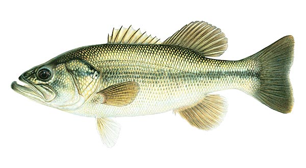Largemouth Bass are the sport fish most commonly stocked in Southeastern ponds. They can grow up to 8 pounds in large ponds, however their growth is limited by the available food supply. They primarily eat minnows, bluegill or shell cracker. Price based on sizes and availability, 2-3” starting @ $1.50 each. Larger and smaller sizes available by request. Please email or call or office with inquires.