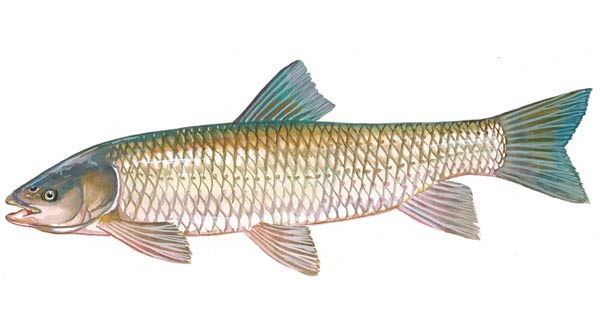 Grass Carp are used for pond algae and weed control. they eat the vegetation and clean up the ponds. The usually live about15-20 years and can grow to over 30 pounds. Recommended stocking rate is 25-60 per surface acre depending on the type and amount of vegetation. Grass Carp are most effective the first 5-7 years. Annual stocking may be needed to maintain control of pond vegetation. Sizes from 9-12" ($12.00 each) Larger sizes available by request. Please email or call or office with inquires.