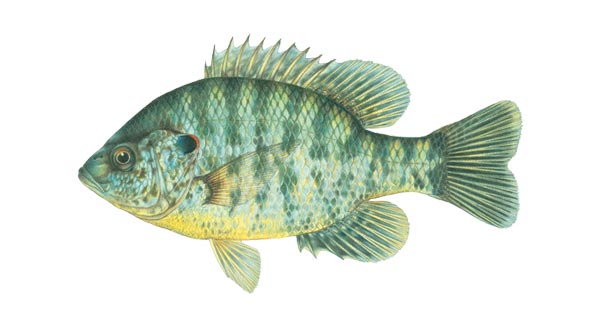 Redear Sunfish stocked in combination with bluegills best utilize the resources of a pond. They live in a little deeper water than bluegills and eat a little different diet. The Kentucky State record Redear Sunfish is 3lbs 1 oz caught from a farm pond. 2-3” $.50 each. Larger and smaller sizes available by request. Please email or call or office with inquires.