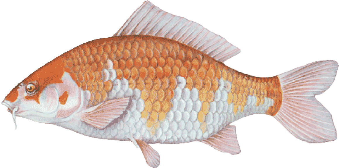 Koi are ornamental fish and colorful members of the carp family. Fin, scale and color patterns vary. They are often stocked in decorative ponds. Sizes vary. Sizes from 5" ($5.00 each) Larger and smaller sizes available by request. Please email or call or office with inquires.