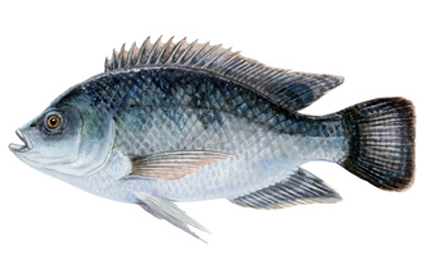 Tilapia are a non-native fish that looks very similar to a bluegill. They are a sub-tropical species and therefore will not survive the winter in Kentucky and Tennessee. They have an extremely high reproductive potential; Tilapia can spawn every 3 weeks when the water temperature exceeds 70 degrees. They eat vegetation, detritus, small insects and plankton. They are an excellent food fish. These fish are NOT available October-April. Seasonal availability. Late Spring and Early Summer. Please email or call or office with inquires.