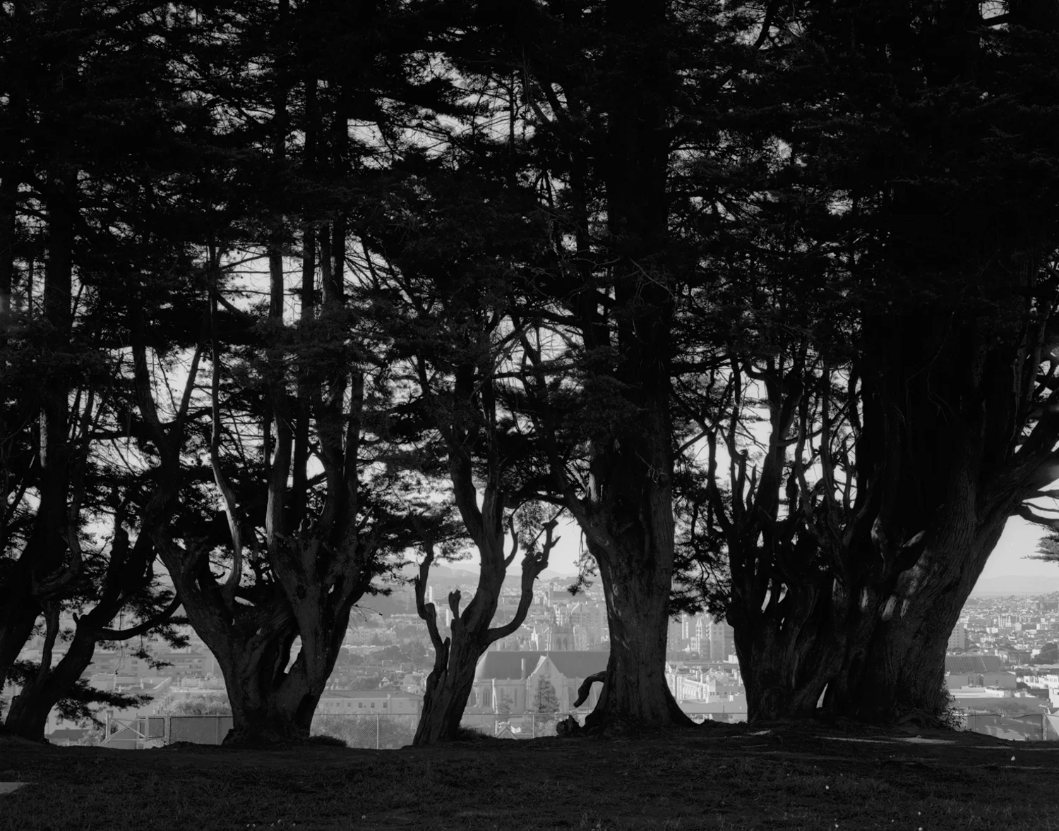 trees.jpg