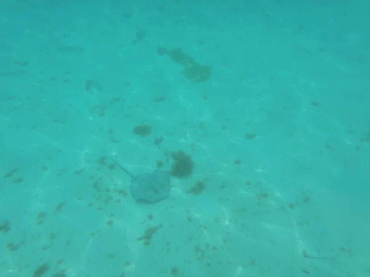 The first stingray we saw
