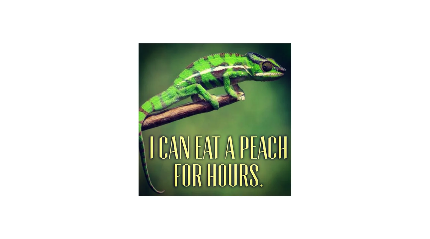 30_chameleon.jpg