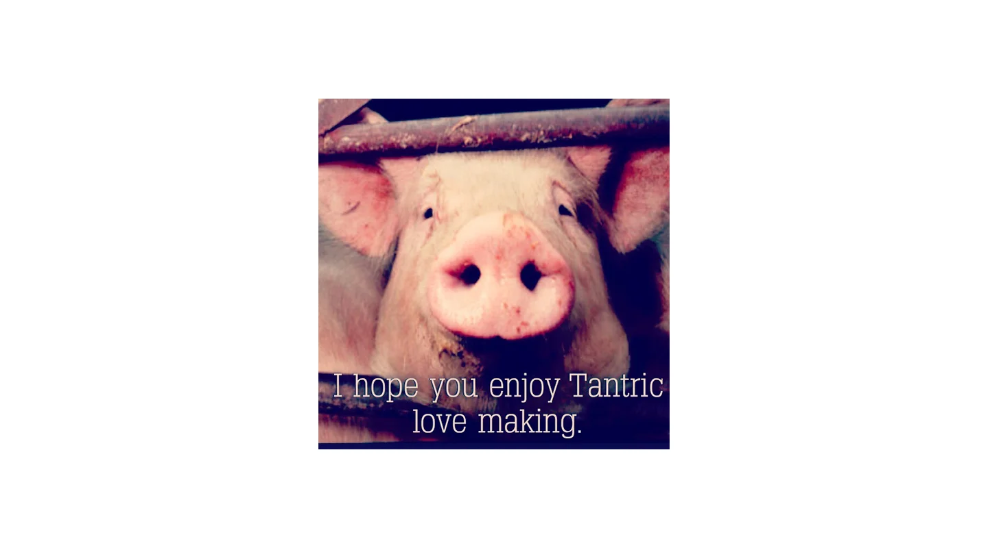 33_pig.jpg