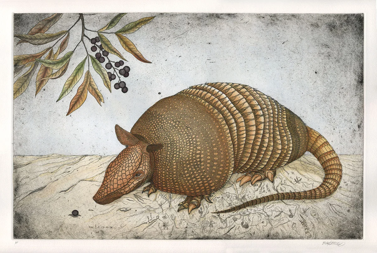 Dasypus novemcinctus