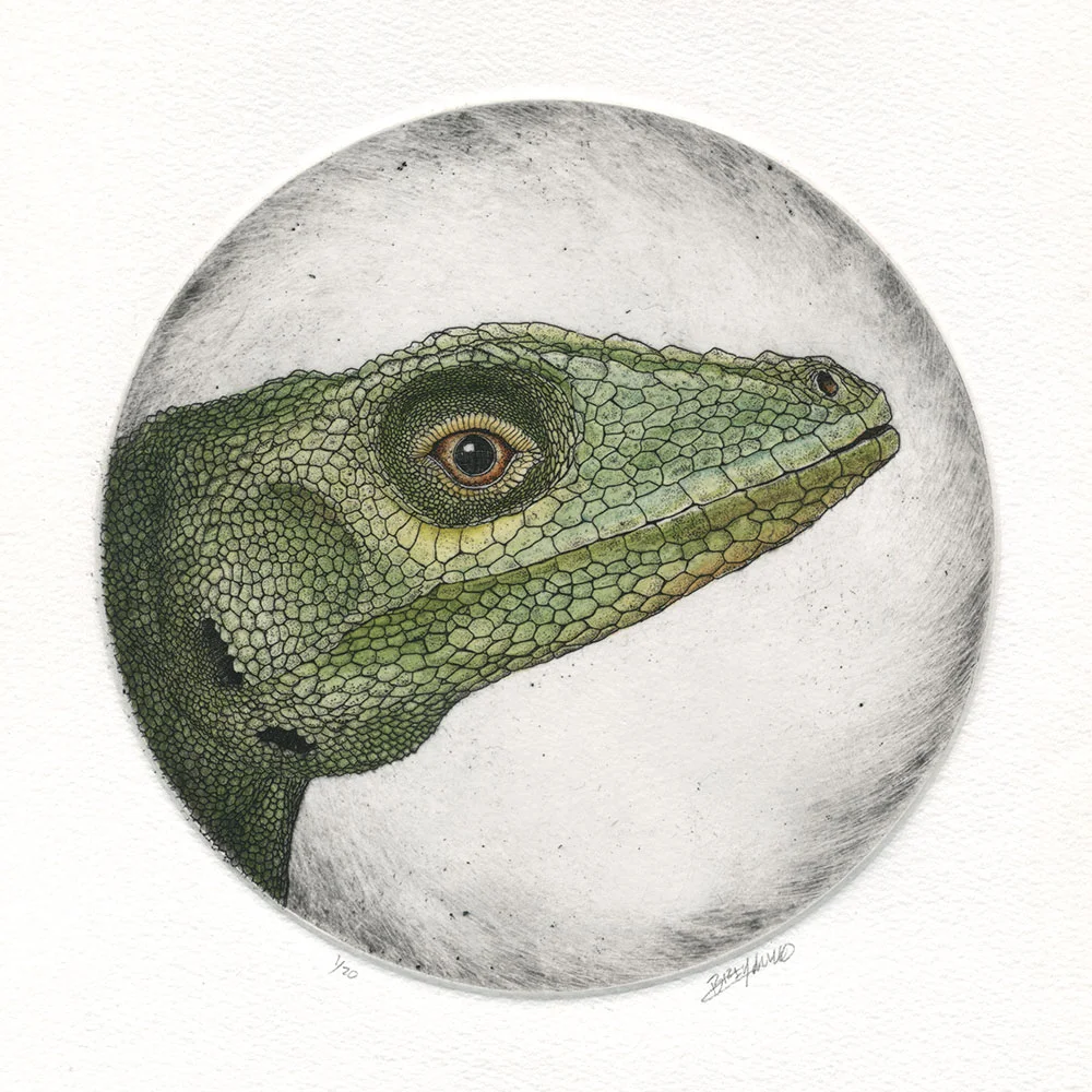 Anolis