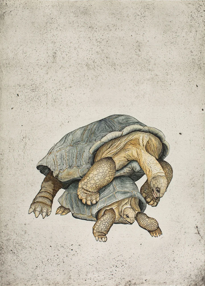 Aldabrachelys gigantean