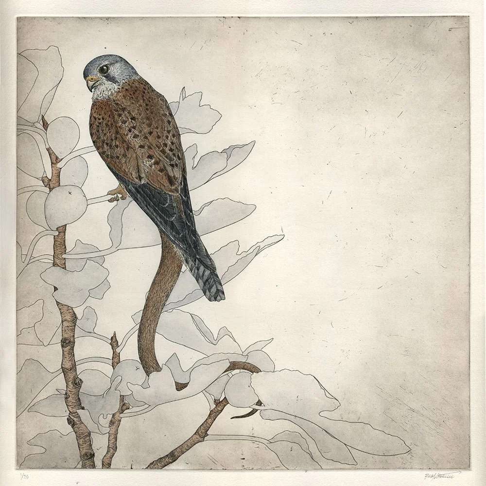Falco serpentes II