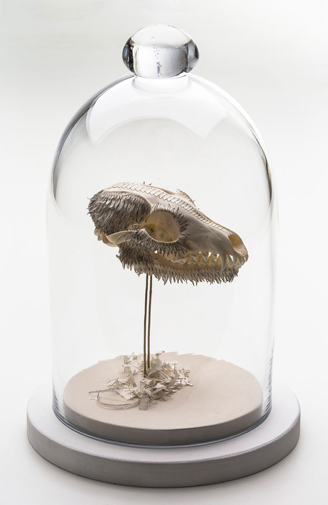 Osteology Study I