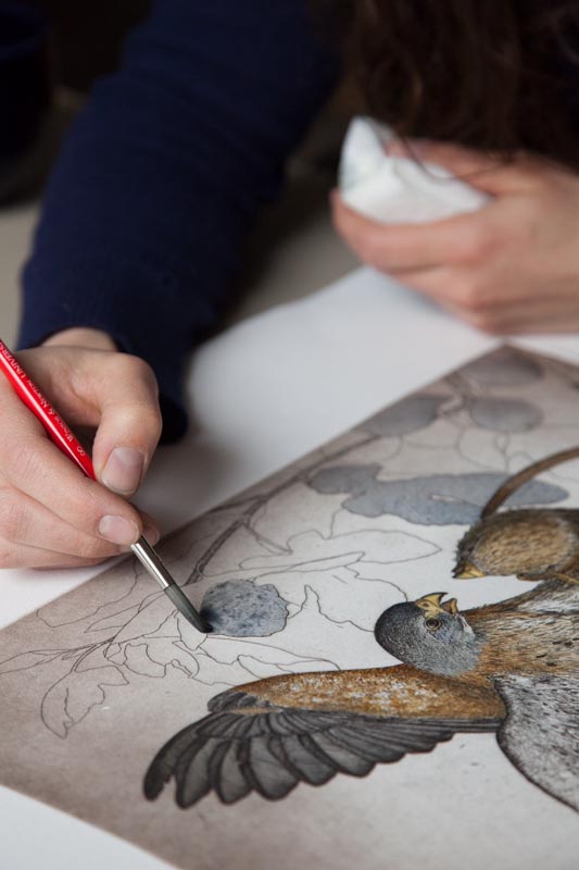 Applying watercolor to an intaglio print.