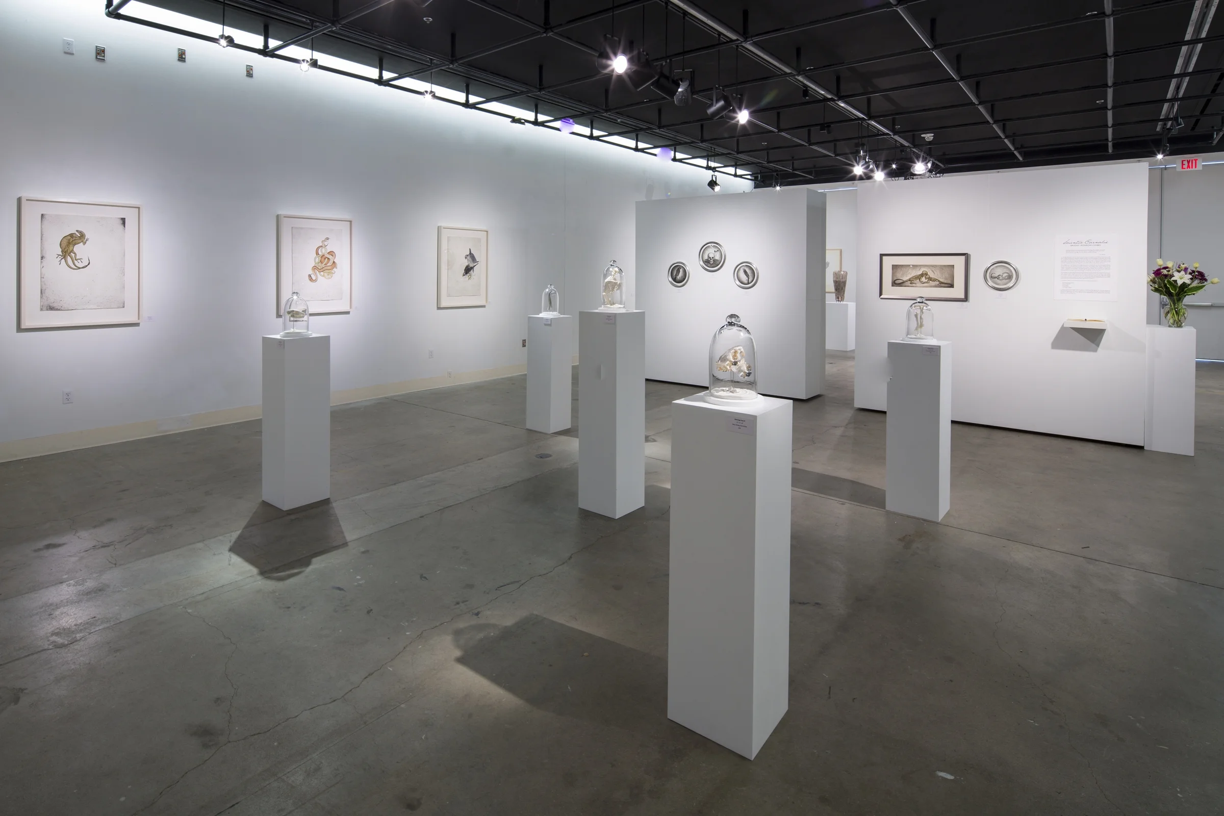 Scientia Carnalis , Briony Morrow-Cribbs, Masters of Fine Art Show, 2012. Photo by Jim Escalanté.