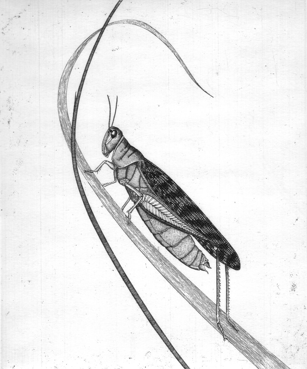 'Locust'