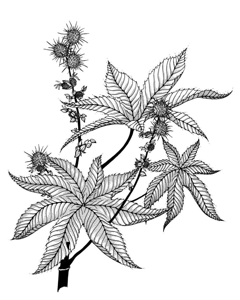 'Castor Bean'