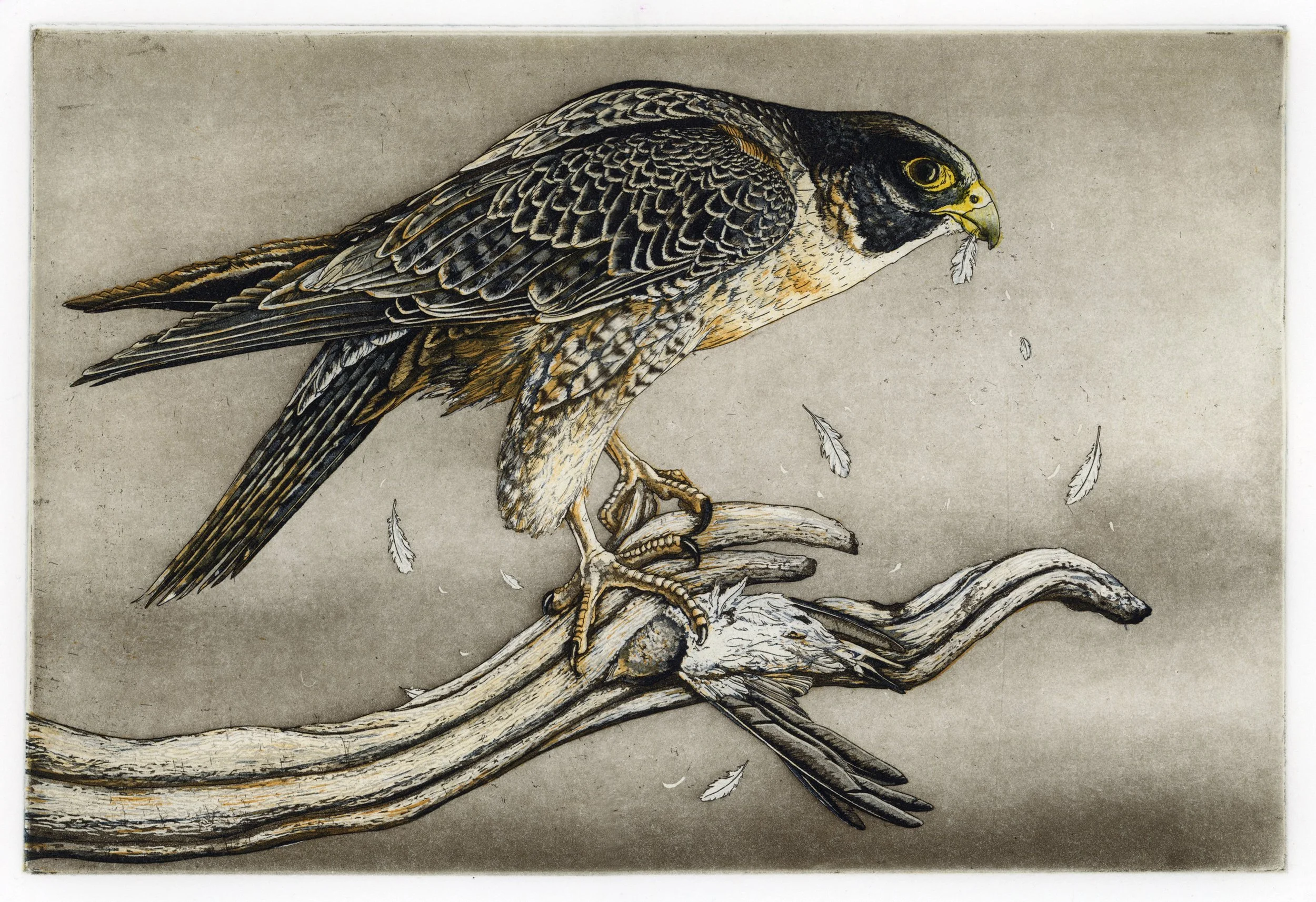 Peregrine Falcon.jpg