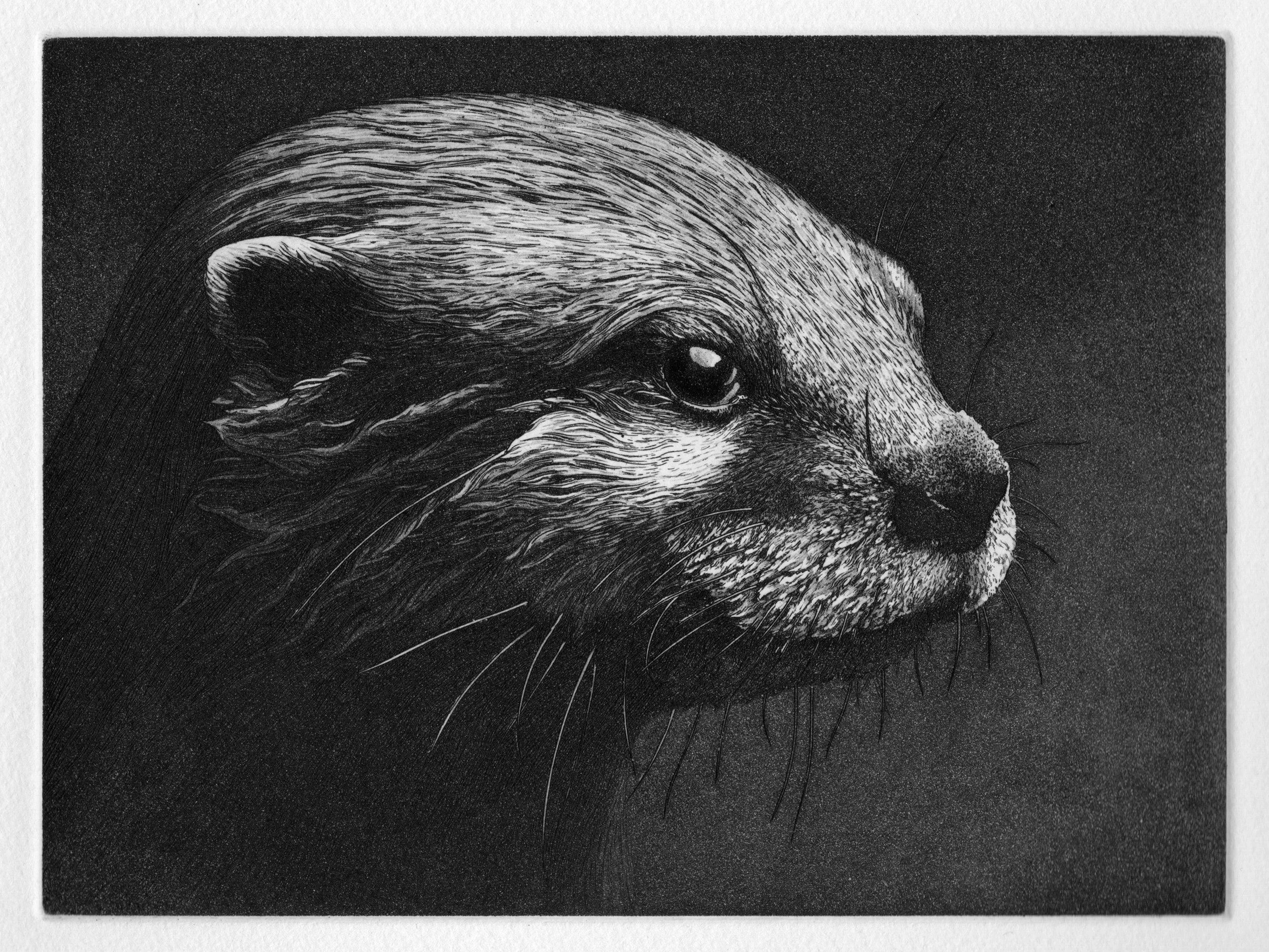 Otter Portrait.jpg