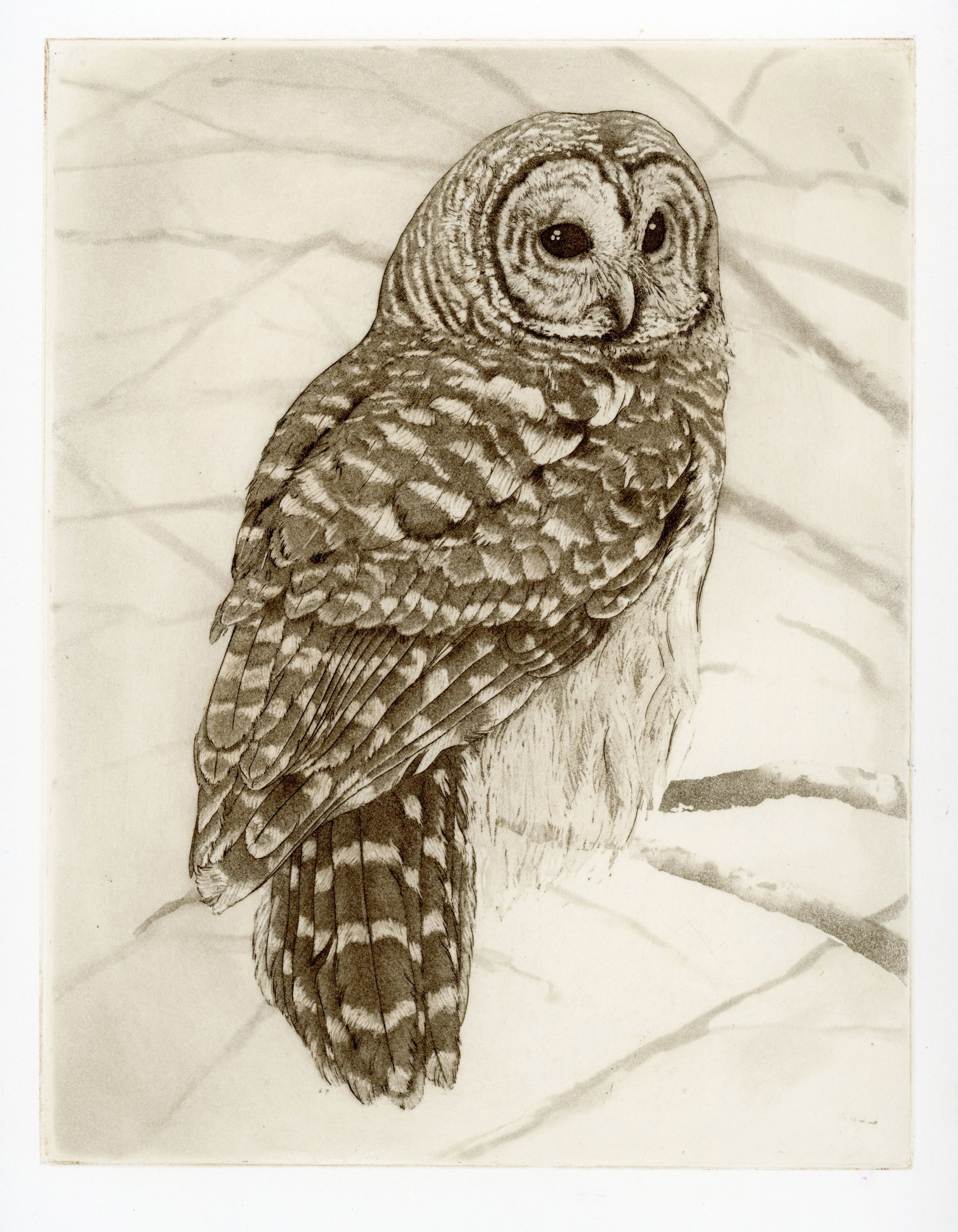 Barred Owl.jpg