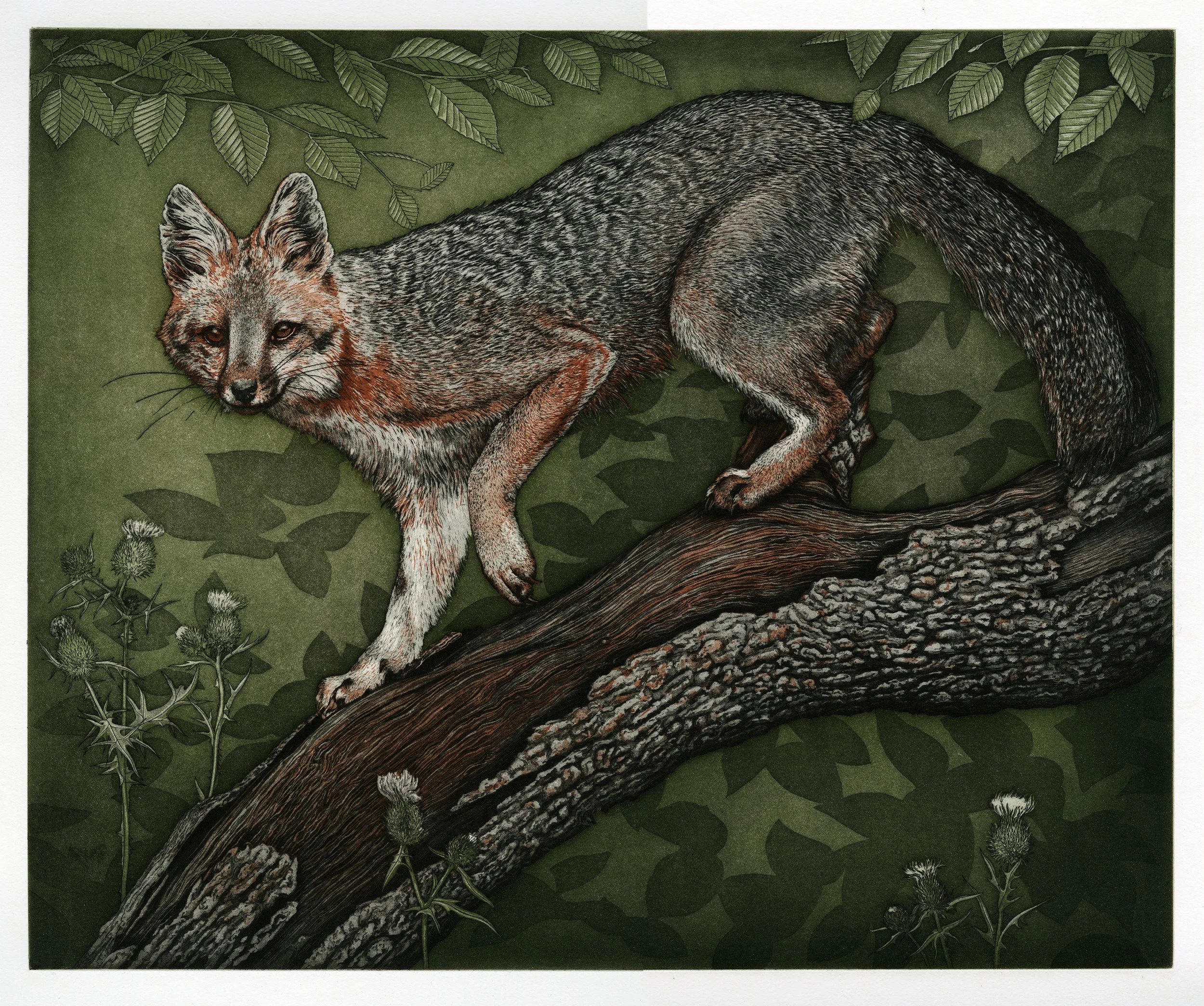 Grey Fox_SM.jpg