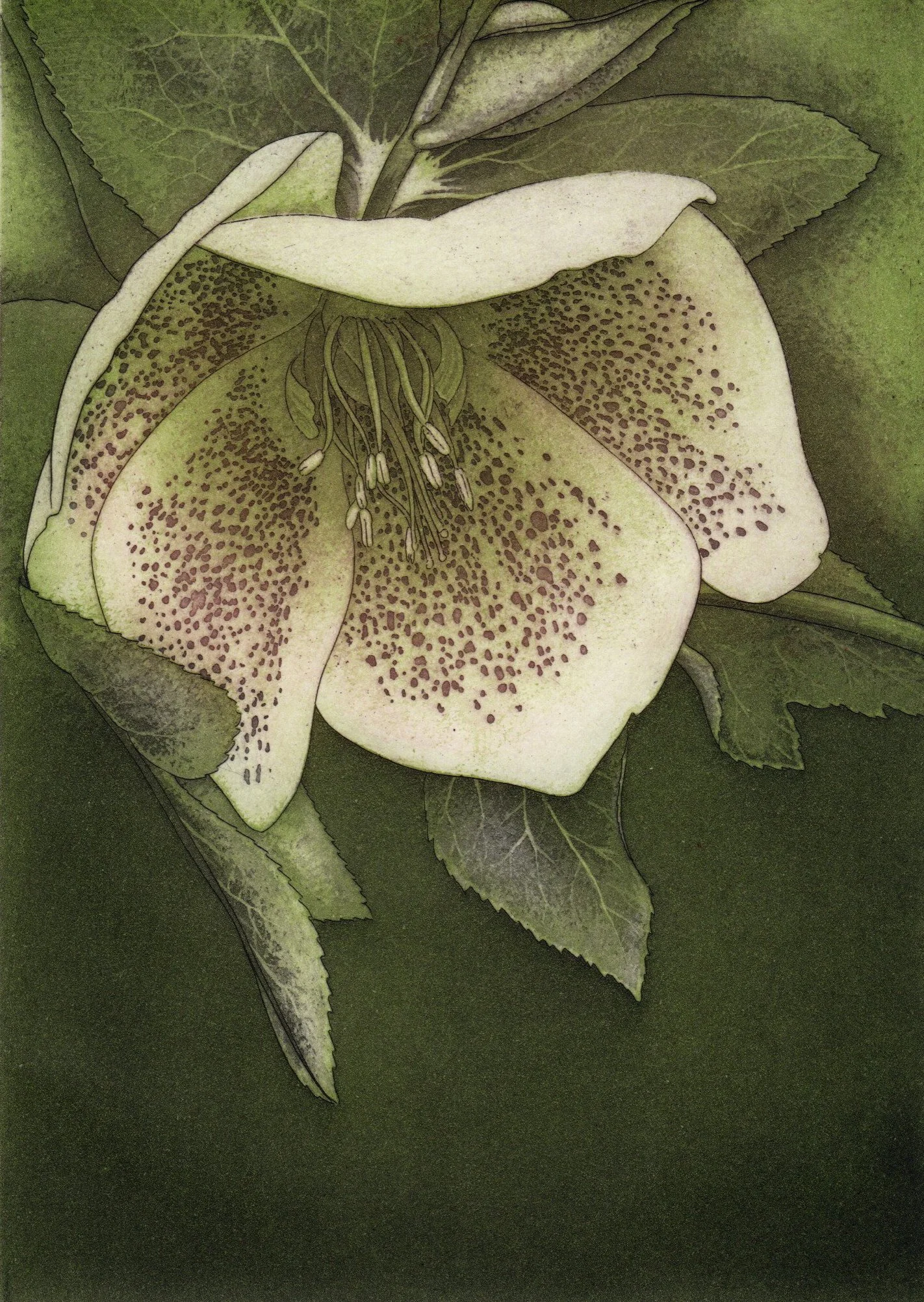 01_HELLEBORE.jpg