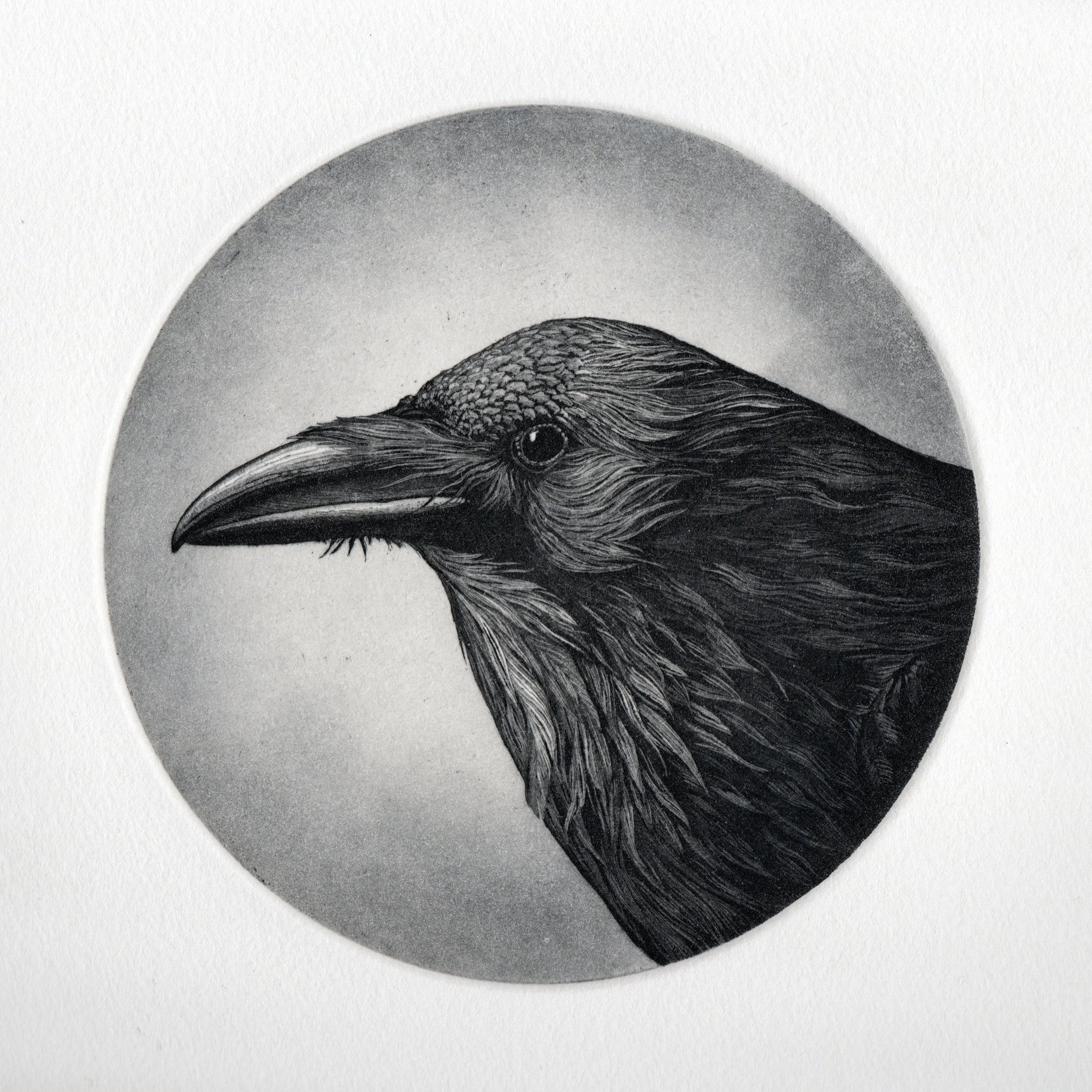 Corvus.jpg