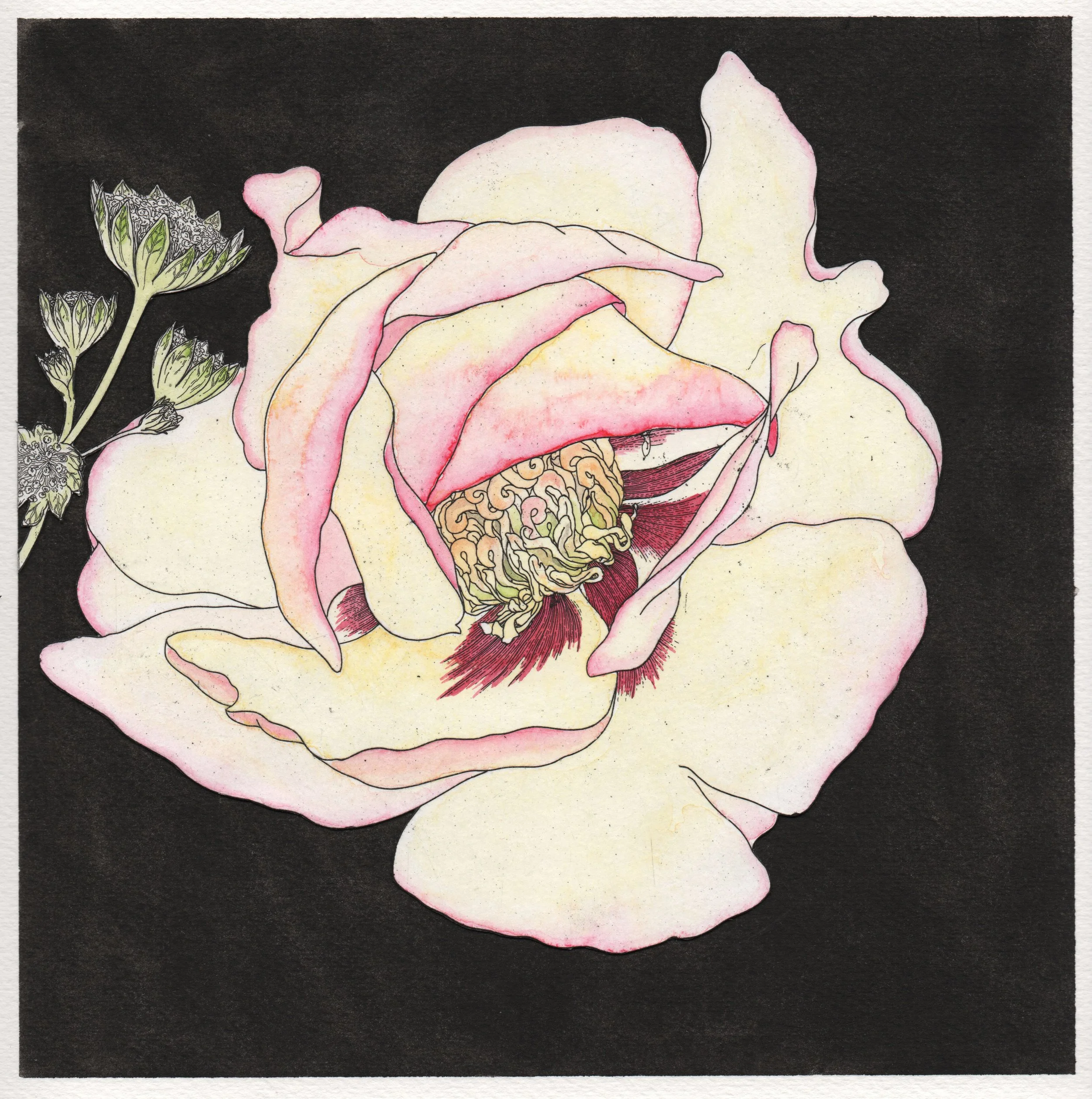 Briony_Peony.jpeg