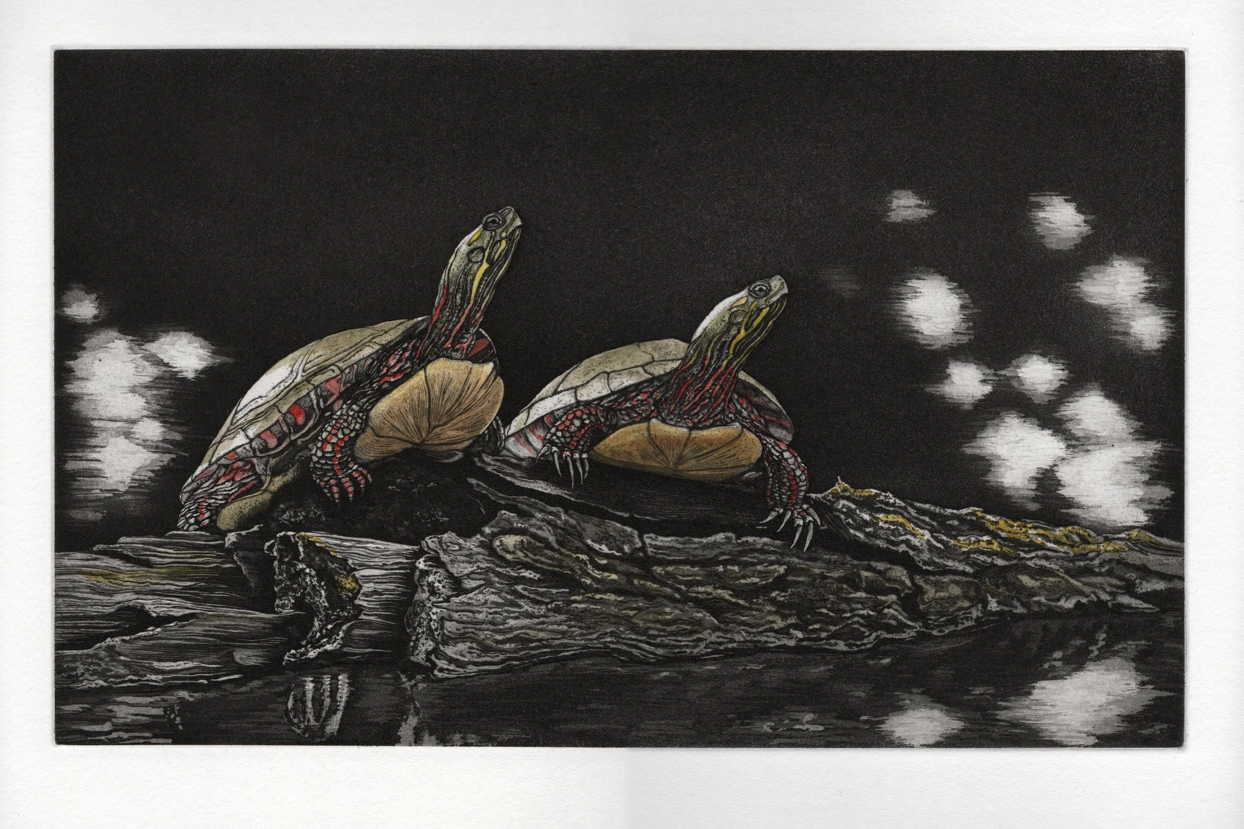 Two Turtles.jpg